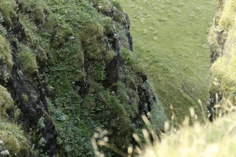 峡谷植被与岩壁