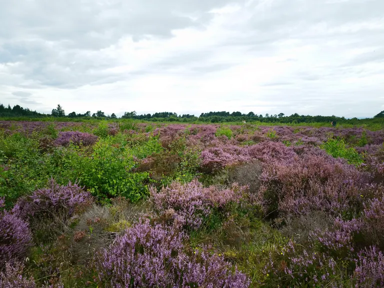 紫色石楠与低矮植被铺满 Culloden 荒原前景。